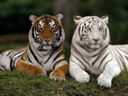 Белоснежные бенгальские тигры являются просто-напросто разновидностью обыденных рыжеватых…   